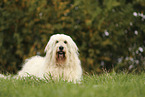 Goldendoodle