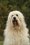 Goldendoodle