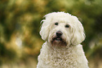 Goldendoodle