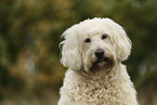 Goldendoodle