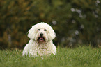 Goldendoodle