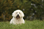 Goldendoodle