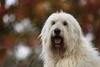 Goldendoodle