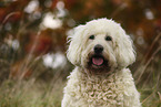 Goldendoodle