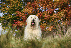 Goldendoodle