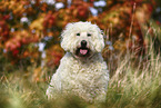 Goldendoodle