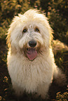 adult Goldendoodle