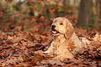 Goldendoodle in autumn