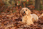 Goldendoodle in autumn