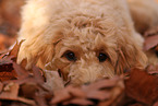 Goldendoodle in autumn