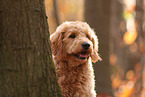 Goldendoodle in autumn