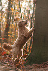 Goldendoodle in autumn