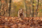 Goldendoodle in autumn