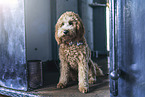 Goldendoodle