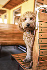 Goldendoodle