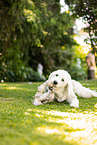 Goldendoodle