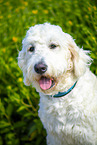 Goldendoodle