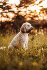 Goldendoodle