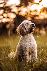 Goldendoodle