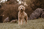 Goldendoodle