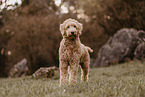 Goldendoodle