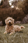 Goldendoodle