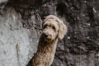 Goldendoodle