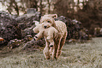 Goldendoodle