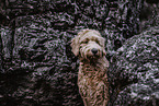 Goldendoodle