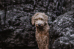 Goldendoodle