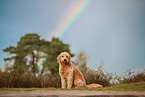 Goldendoodle