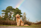 Goldendoodle