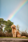 Goldendoodle