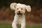 Goldendoodle