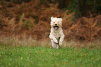 Goldendoodle