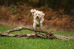 Goldendoodle