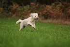 Goldendoodle