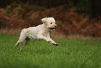 Goldendoodle