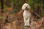 Goldendoodle