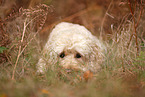 Goldendoodle