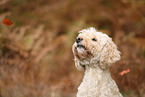 Goldendoodle