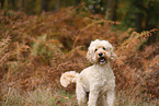 Goldendoodle
