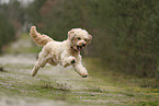 Goldendoodle