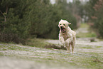 Goldendoodle