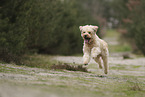 Goldendoodle
