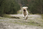 Goldendoodle
