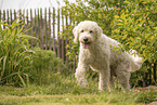 Goldendoodle