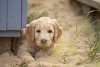 Goldendoodle Puppy