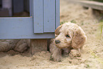 Goldendoodle Puppy