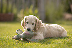 Goldendoodle Puppy
